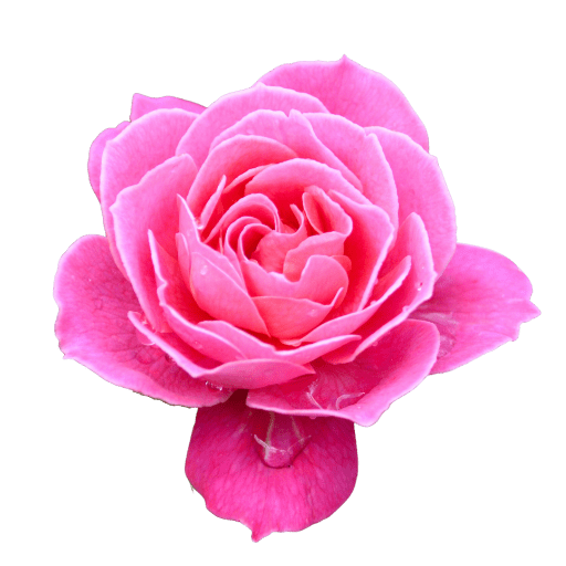 Pink rose with a drop of water – Joanna Dubois Writer
